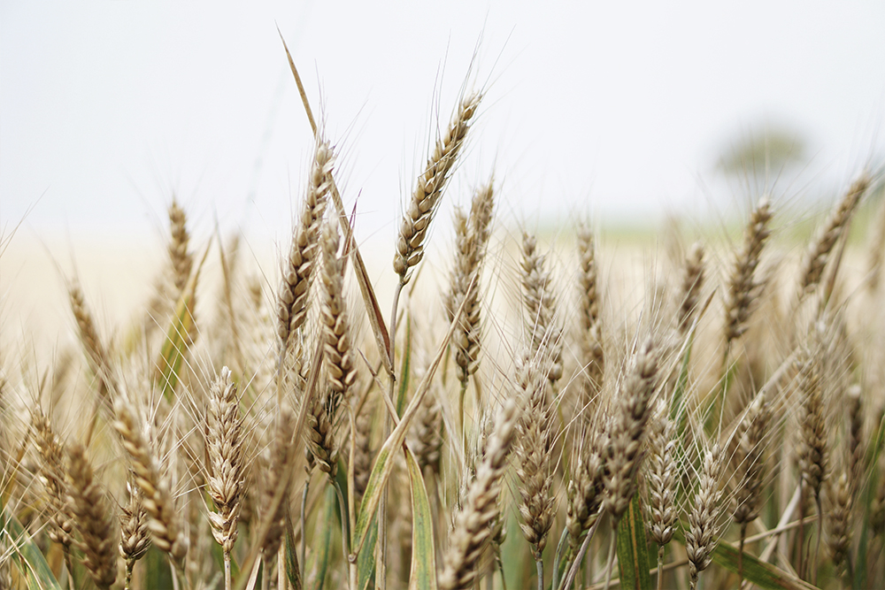 13 beneficios del Germen de trigo